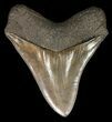 Serrated, Megalodon Tooth - South Carolina #47616-2